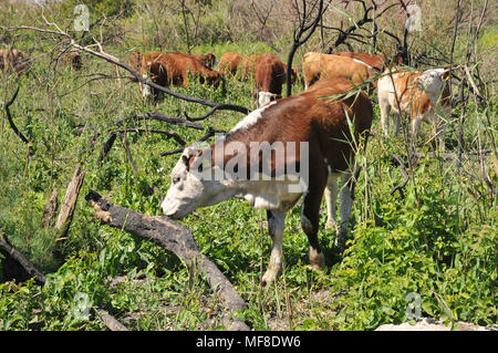 Israele, sul Monte Carmelo, libero bestiame al pascolo Foto Stock