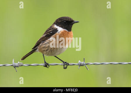 European stonechat, Saxicola rubicola seduto su una recinzione Foto Stock