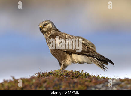 Rough-zampe Poiana - Buteo lagopus Foto Stock