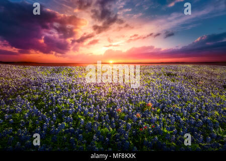 Texas Bluebonnet Tramonto Foto Stock