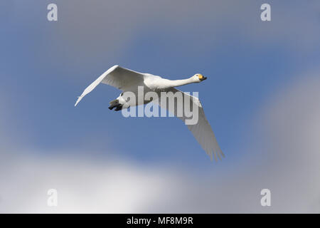Whooper Swan - Cygnus cygnus Foto Stock
