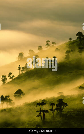 Alba la nebbia in euphorbia alberi nel cratere di Ngorongoro, Tanzania. Foto Stock