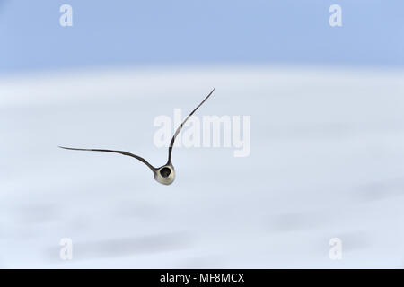 Long-tailed Skua - Stercorarius longicaudus Foto Stock