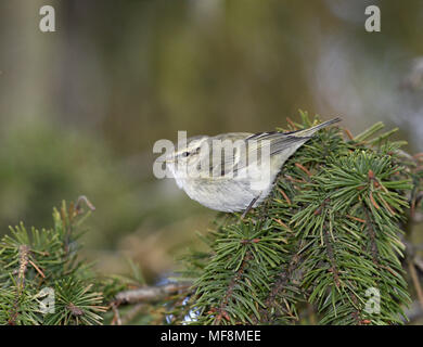 Hume la foglia-trillo - Phylloscopus humei Foto Stock