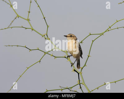 Bianco-browed Bushchat - Saxicola macrorhynchus = Stoliczka's Bushchat Foto Stock