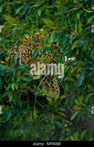 Leopard occhiatura preda. Mantello macchiato rende la miscela in meglio sruprise preda. Il Kenya, il Masai Mara, riserva nazionale. Foto Stock