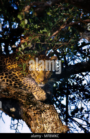 Leopard occhiatura preda. Mantello macchiato rende la miscela in meglio sruprise preda. Il Kenya, il Masai Mara, riserva nazionale. Foto Stock