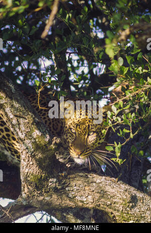 Leopard occhiatura preda. Mantello macchiato rende la miscela in meglio sruprise preda. Il Kenya, il Masai Mara, riserva nazionale. Foto Stock