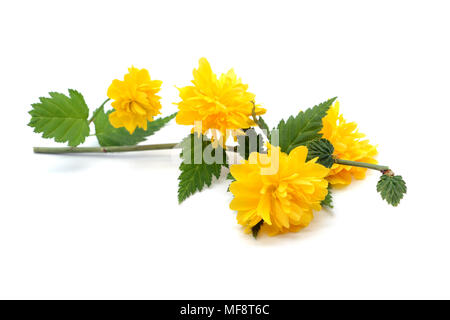 Kerria japonica ramoscello con doppio le teste dei fiori di colore bianco su sfondo isolato Foto Stock