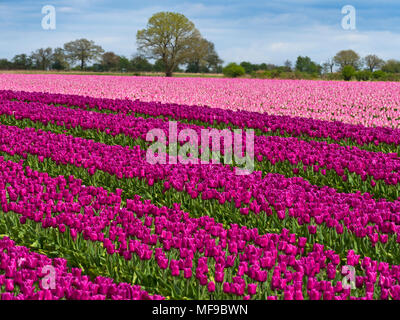 I tulipani in fiore vicino a Swaffham in Norfolk Breckland Foto Stock