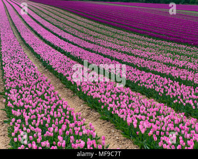 I tulipani in fiore vicino a Swaffham in Norfolk Breckland Foto Stock