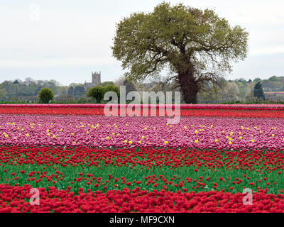 I tulipani in fiore vicino a Swaffham in Norfolk Breckland Foto Stock