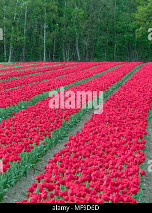 I tulipani in fiore vicino a Swaffham in Norfolk Breckland Foto Stock