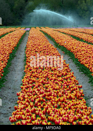 I tulipani in fiore vicino a Swaffham in Norfolk Breckland Foto Stock