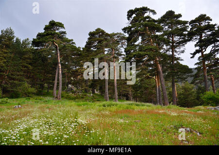 Gruppo di pino silvestre (Pinus sylvestris) lungo un prato verde in Valle Fuenfría (Guadarrama National Park, Comunidad de Madrid, Spagna) Foto Stock