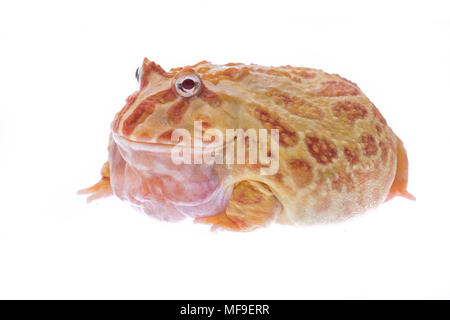 Grande enorme grassa rana rossa isolato su uno sfondo bianco Foto Stock