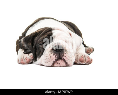 Carino sleeping Bulldog inglese isolato su uno sfondo bianco Foto Stock