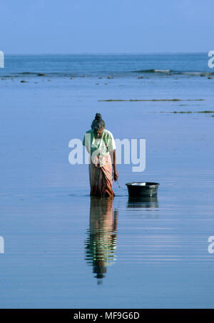 Donna raccolta di pesce shell Tanjung Lombok Indonesia Foto Stock