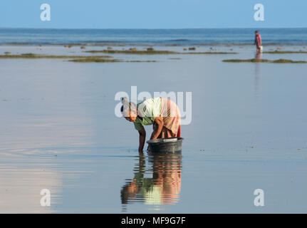 Donna raccolta di pesce shell Tanjung Lombok Indonesia Foto Stock