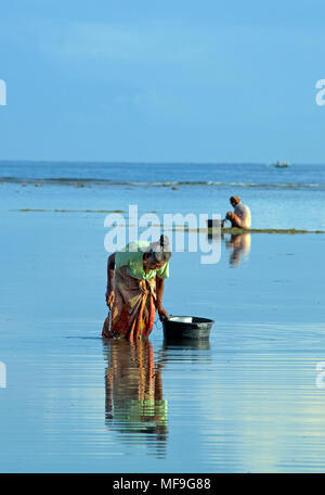 Le donne la raccolta di pesce shell Tanjung Lombok Indonesia Foto Stock