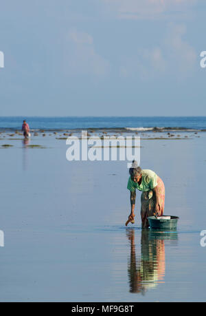 Le donne la raccolta di pesce shell Tanjung Lombok Indonesia Foto Stock