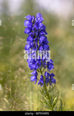 Monk's cofano (Aconitum napellus) fiori blu verde su sfondo sfocato Foto Stock