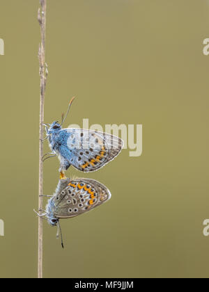 Paio di argento-blu chiodati (Plebejus argus) farfalla coniugata di erba in habitat naturale con spazio di copia Foto Stock