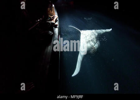 Primo piano della Giant manta ray immersioni vicino alla superficie dietro la barca di notte come guardare le persone Foto Stock