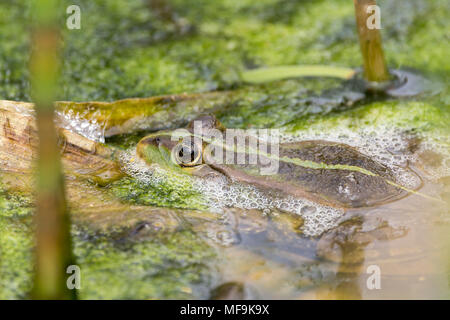 Rana di palude (Rana ridibunda) aprile 2018. Una piccola gracchia e abbondanza di frotizzazione sull'acqua intorno a loro. Per la maggior parte nascosti in alghe e vegetazione. Foto Stock