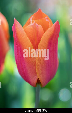 Primo piano Tulipa Greetje Smit fioritura in un giardino di primavera confine nel Regno Unito Foto Stock