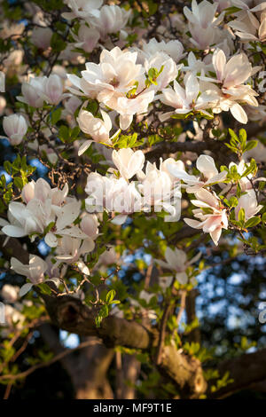 Fioritura albero di magnolia in primavera, Washington, DC, Stati Uniti d'America Foto Stock