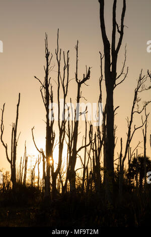 Sunrise nell'equipaggio di pietra focaia filamento della penna della Florida WEA (fauna selvatica e Area Ambientale), Bonita Springs, in Florida, Stati Uniti d'America Foto Stock