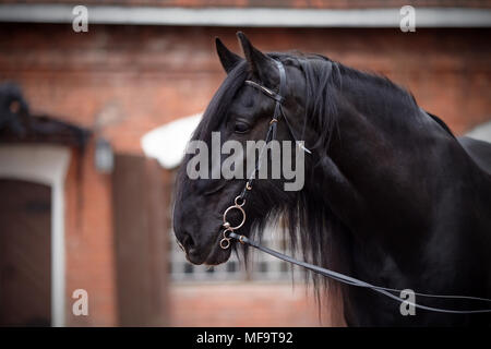 Stallone nero. Ritratto di un cavallo nero. Cavallo purosangue. Cavallo bellissimo. Foto Stock