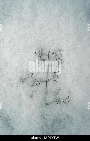 Sfondo - spikelet secco di bluegrass, congelati nella neve Foto Stock