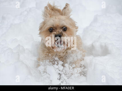 shih tzu cane che corre nella neve Foto Stock