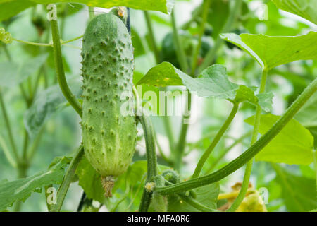 Giovane fresca cetriolo verde appeso sulla pianta. Il cetriolo in crescita in serre. Foto Stock