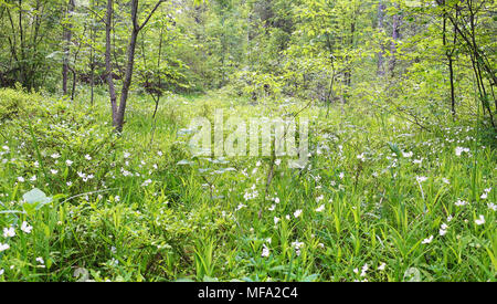 Fiori selvatici e di erba in una radura della foresta. Bella foresta glade su una giornata di primavera. Foto Stock