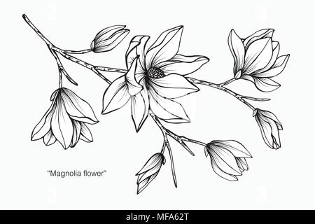 Fiore di Magnolia disegno illustrativo. In bianco e nero con la linea arte su sfondi bianchi. Illustrazione Vettoriale