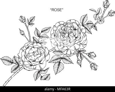 Fiori di Rose illustrazione di disegno. In bianco e nero con la linea arte su sfondi bianchi. Illustrazione Vettoriale