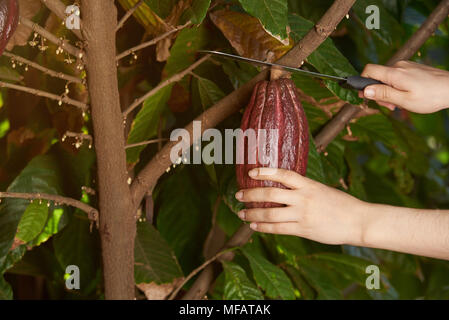 Il taglio di rosso pod di cacao da albero nella piantagione di fattoria Foto Stock