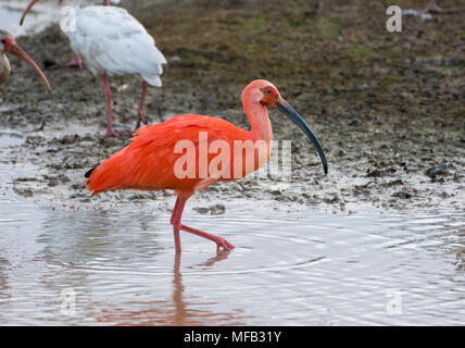 Un Scarlet Ibis ( Eudocimus ruber), mescolati in un gregge con il bianco Ibis, rovistando da un lago. La Colombia, Sud America. Foto Stock