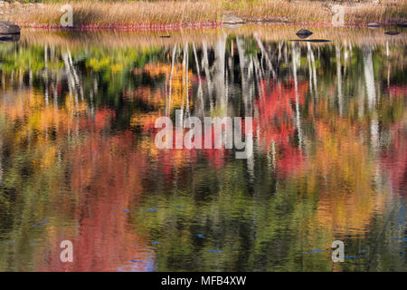 La riflessione di caduta delle foglie, Eagle Lake, il Parco Nazionale di Acadia, Maine Foto Stock