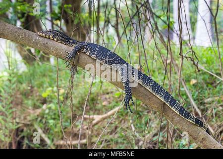 Monitor lizard (Varanus bengalensis) in Sri Lanka Foto Stock