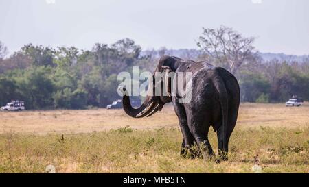 Il governo dello Sri Lanka Elephant mangiare erba Foto Stock