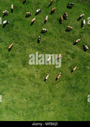 Vista aerea della mandria di mucche al pascolo su terreni adibiti a pascolo, campo di vista superiore drone pov Foto Stock