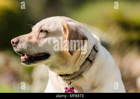 Una bella vista di lato di un Golden Labrador Foto Stock