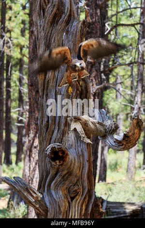 Nord America, Stati Uniti, Oregon, Eastern Oregon, piegare, rapaci del deserto del cielo. High Desert Museum. Foto Stock