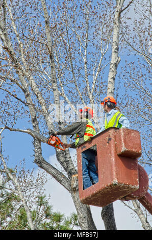 Due uomini arti del rivestimento da un grande albero mentre in un secchio manovrato da un camion di seguito. Foto Stock