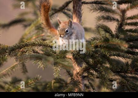 MAYNOOTH, Ontario, Canada - 23 Aprile 2018: uno scoiattolo rosso (Tamiasciurus hudsonicus), parte della famiglia Sciuridae foraggi per il cibo. ( Ryan Carter ) Foto Stock