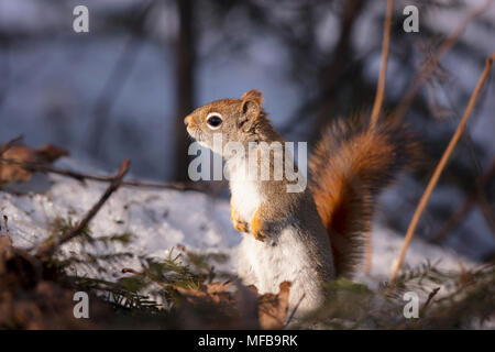 MAYNOOTH, Ontario, Canada - 23 Aprile 2018: uno scoiattolo rosso (Tamiasciurus hudsonicus), parte della famiglia Sciuridae foraggi per il cibo. ( Ryan Carter ) Foto Stock